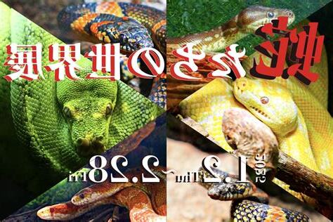 musea 蛇